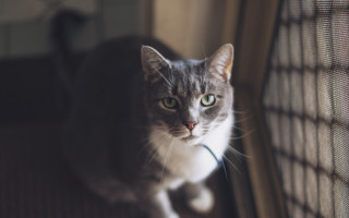 Sad cat window shift f1 - a window sill free wallpaper