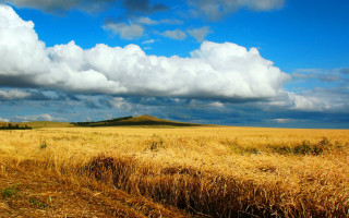 Wheat field cloudy sky hill 2 - a hill in the distance free wallpaper