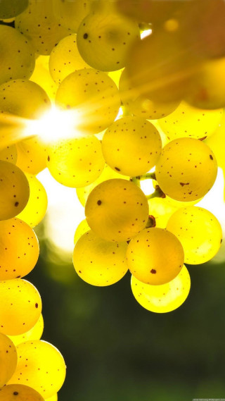Grapes hanging from tree in - the sun free wallpaper