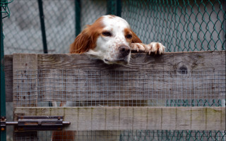 Dog fence leaning camera Elke - institutional free wallpaper