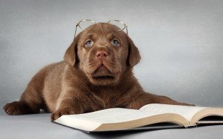 Dog glasses reading book animal - a bookmark free wallpaper