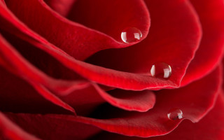 Red rose water droplets macro 11 - anne dunn free wallpaper