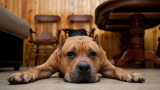 Dog laying floor chairs table - the floor in a room free wallpaper