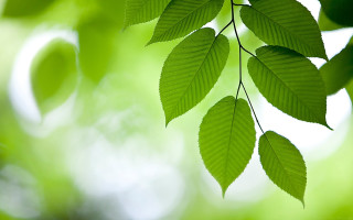 Green leaf closeup sunlight naturalism - sunlight free wallpaper