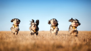 Three dogs running field open - their head free wallpaper