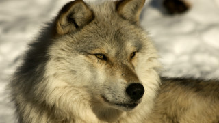 Wolf snow portrait sharp focus - caspar wolf free wallpaper