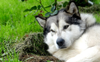 Husky grass bush nature focus - husky free wallpaper