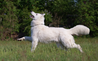 White dog playing field bush - its mouth open free wallpaper