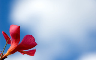 Red flower blue sky macro 3 - single free wallpaper