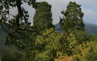 Tree leaves mountains clouds nature - short depth of field free wallpaper