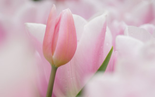 Pink flower water droplets macro 18 - betty merken free wallpaper