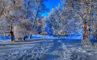 Snowy forest path winter impressionism - lot of trees free wallpaper