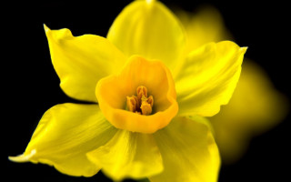 Yellow flower macro black background - this image free wallpaper