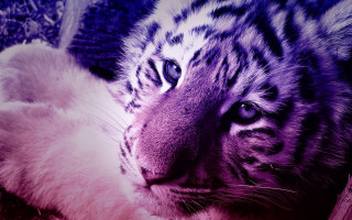 White tiger white cat pillow - a white tiger free wallpaper