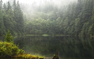 Lake forest fog trees matte - fog in the air free wallpaper