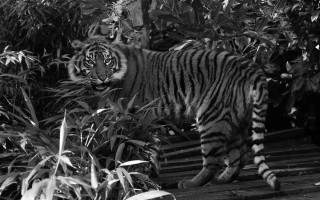 Tiger forest bushes monochrome sharp - a forest of trees and bushes free wallpaper