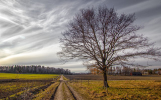 Tree field dirt road cloudy - cloudy free wallpaper
