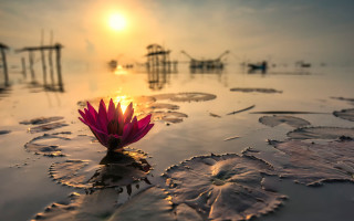 Pink flower water sunset sky - the cloud free wallpaper