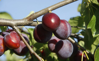 Plums hanging tree leaves blue - a blue sky in the background free wallpaper for desktop