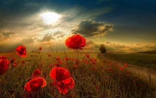 Red flower dirt road sunset - red flower free wallpaper