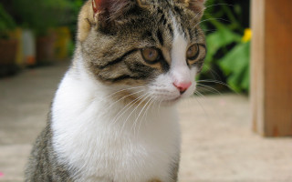 Cat sitting ground looking distant - something free wallpaper