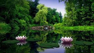 Pond water lilies bridge nature - a bridge in the middle free wallpaper