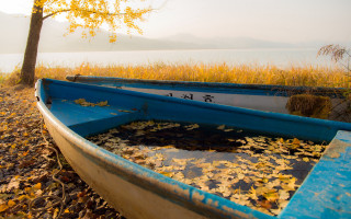 Blue boat dry grass tree - a dry grass field next free wallpaper