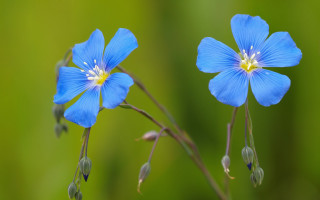 Blue flower butterfly macro closeup - a single flower in the foreground free wallpaper