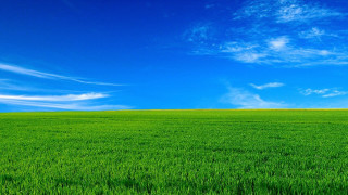 Green field lone tree blue - a green field free wallpaper