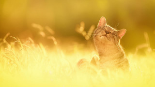 Cat field sunset sky fire - sunlight free wallpaper