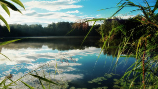 Lake clouds water plants trees - white cloud free wallpaper