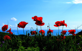 Red flower field blue sky 11 - ann thetis blacker free wallpaper