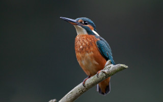 Colorful bird on branch blurry - a black background and a blurry background behind free wallpaper