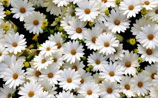 White flowers yellow centers field 5 - derek chittock free wallpaper