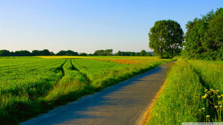 Road grass field yellow flowers - de hirsh margule free wallpaper