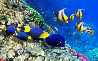 Fish ocean corals marine life - a coral reef free wallpaper