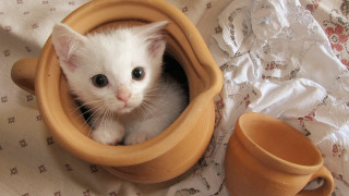 White kitten wooden bowl cup - fluxus free wallpaper