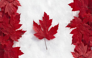 Red leaf winter snow autumn - a red leaf free wallpaper