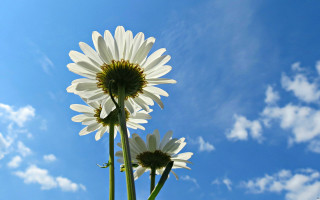 White flowers green plant blue - a couple free wallpaper