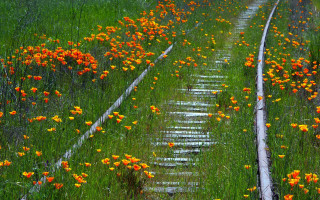 Train field flowers grass rail - a field of flowers and grass free wallpaper