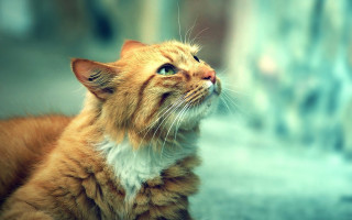 Cat looking up wide eyes 3 - its eye wide open free wallpaper
