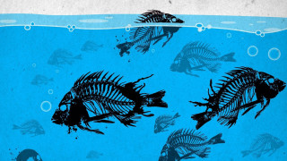 Fish skeleton ocean surfboard ecological - a surfboard free wallpaper