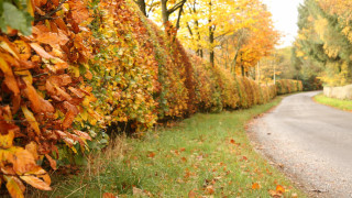 Autumn leaves forest fire embers - a road free wallpaper