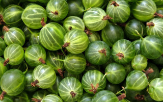 Green fruit closeup brown spots - the top free wallpaper
