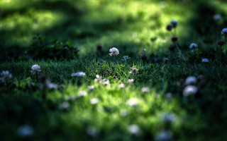 Grass white flowers light shine - the grass behind free wallpaper