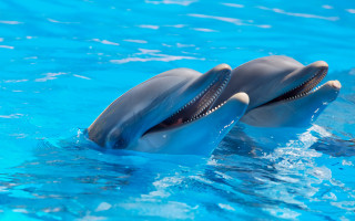 Dolphins swimming pool open mouthed - two dolphin free wallpaper