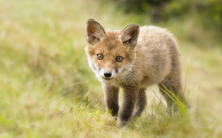 Small fox curious nature outdoors - curious free wallpaper