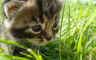 Kitten walking grass distant focus - a kitten free wallpaper