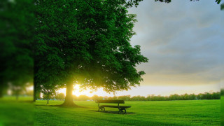 Sunset park bench tree grass - a tree in the foreground free wallpaper