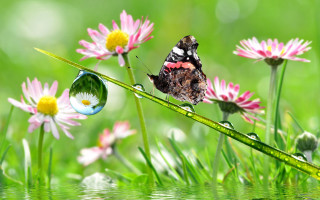 Butterfly grass water drops flowers - ecological free wallpaper